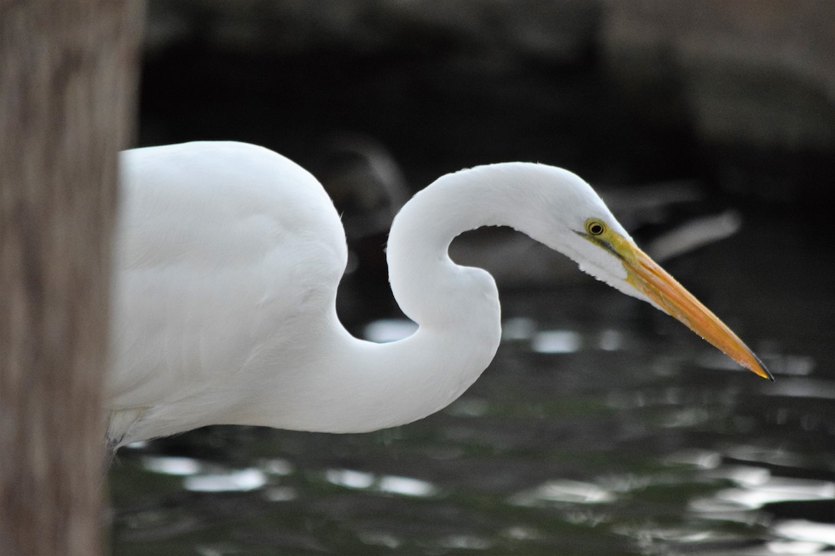 Great Egret - ML76566761