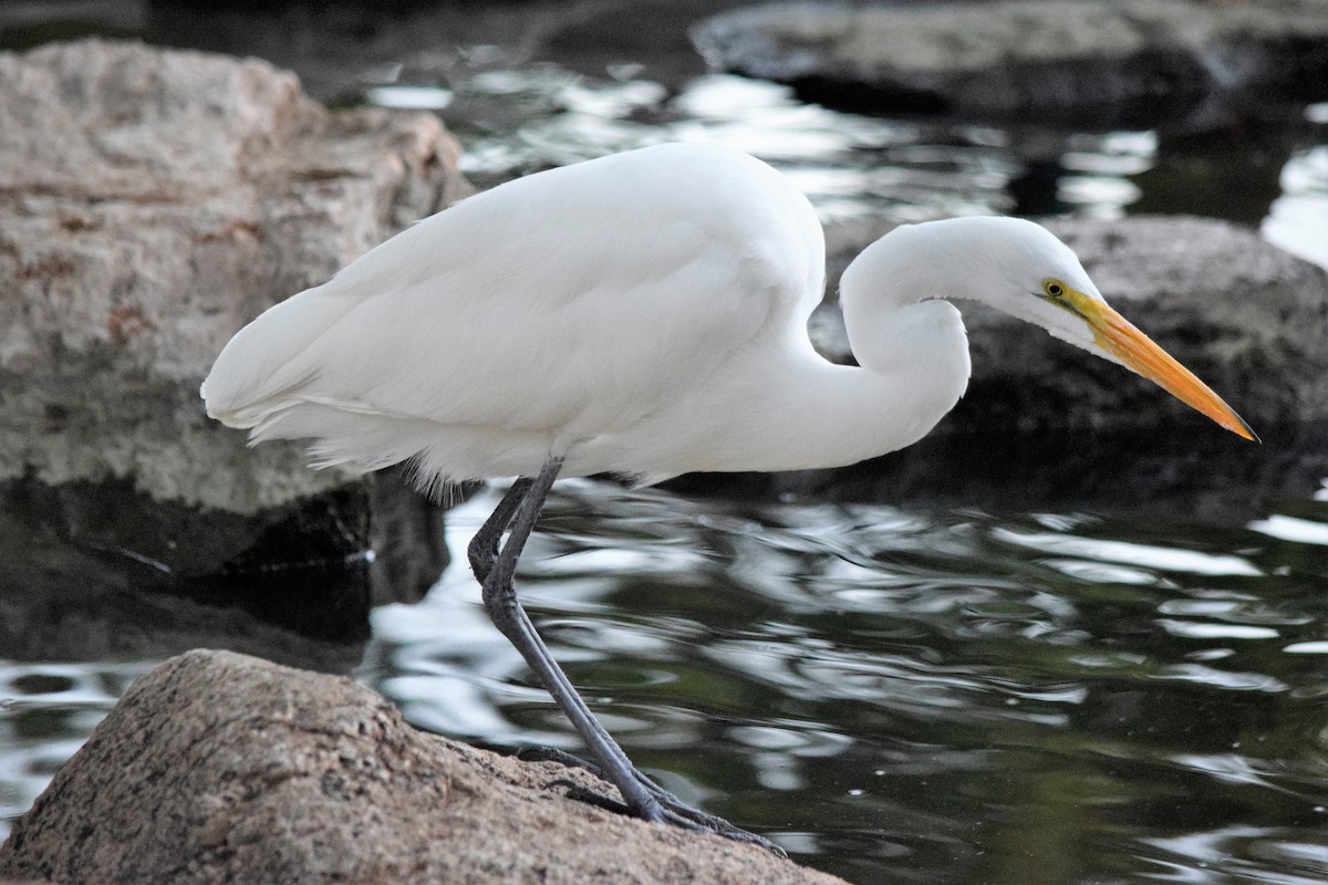 Great Egret - Anne Mytych