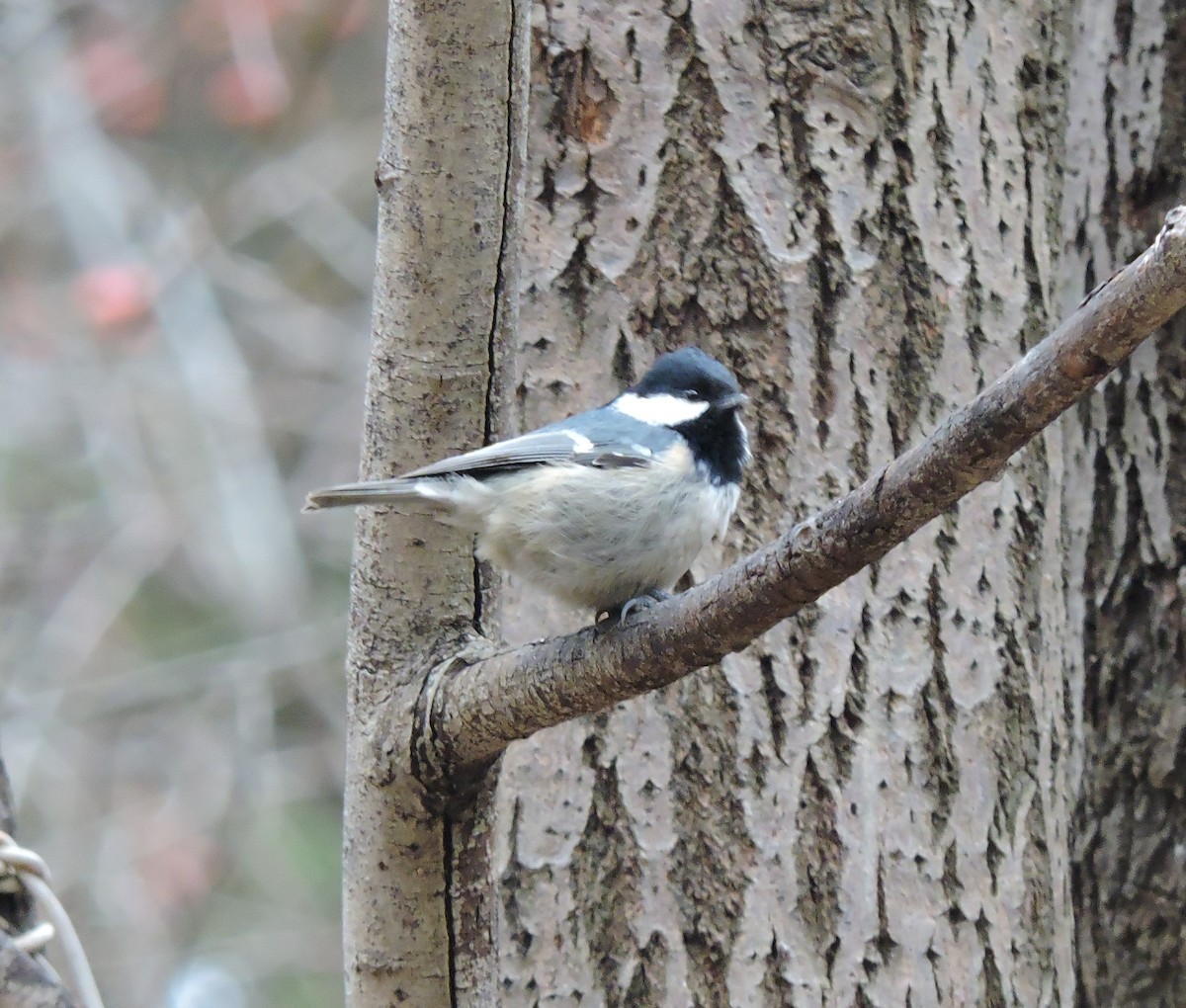 Coal Tit - ML76567121