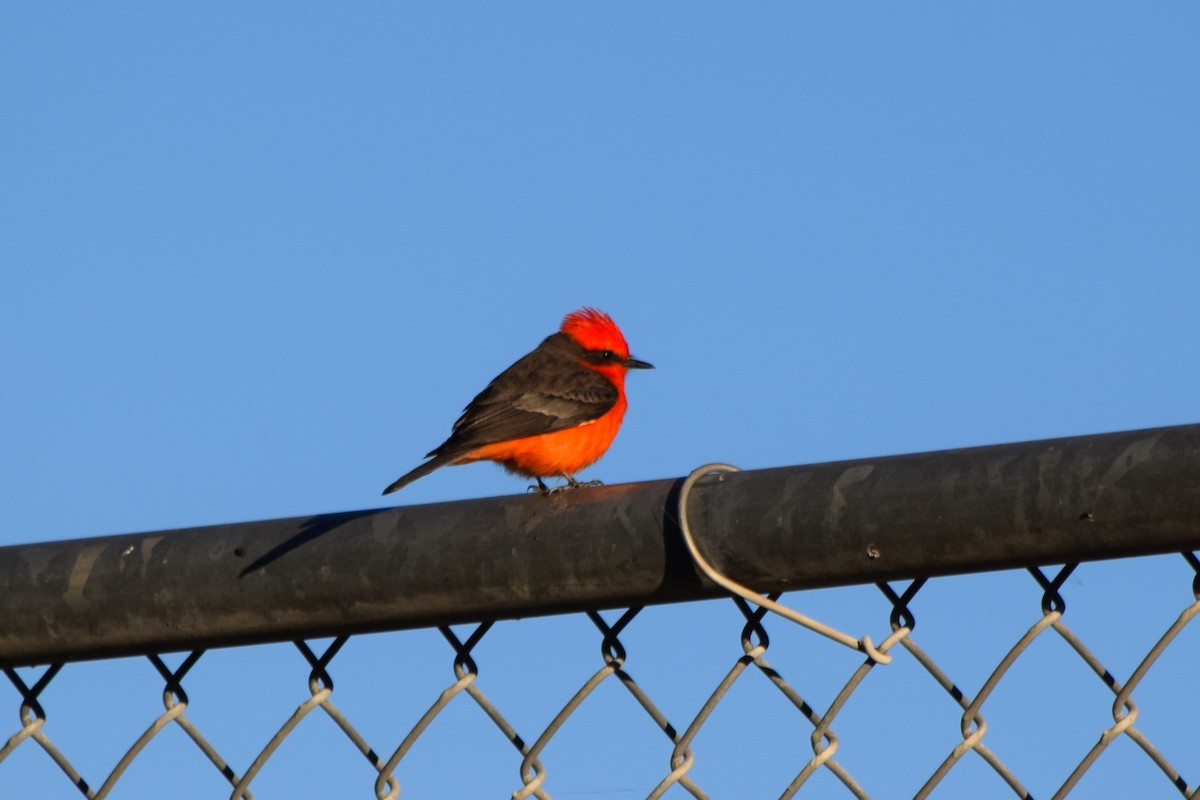 Vermilion Flycatcher - ML76567131