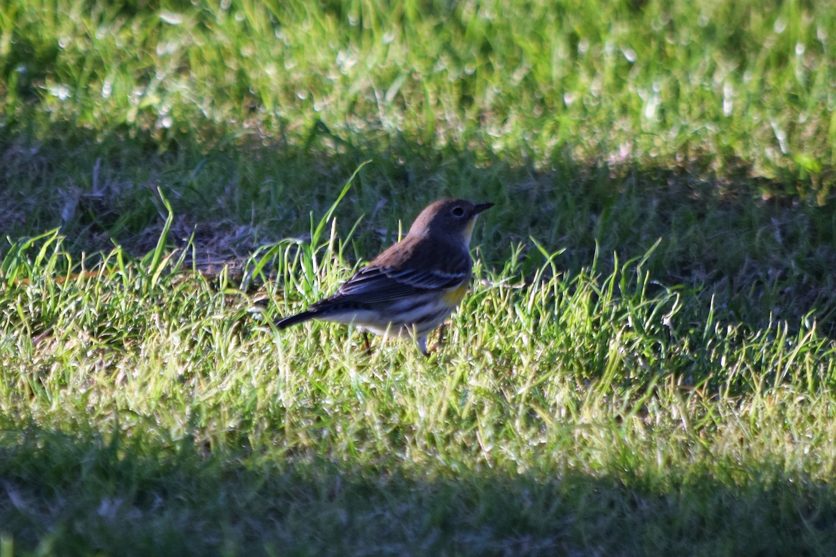 Yellow-rumped Warbler - ML76567291