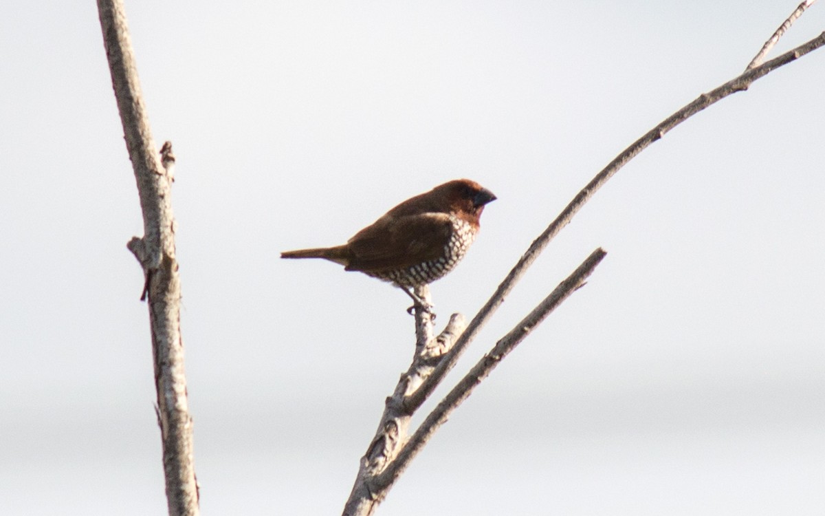 Scaly-breasted Munia - ML76568201