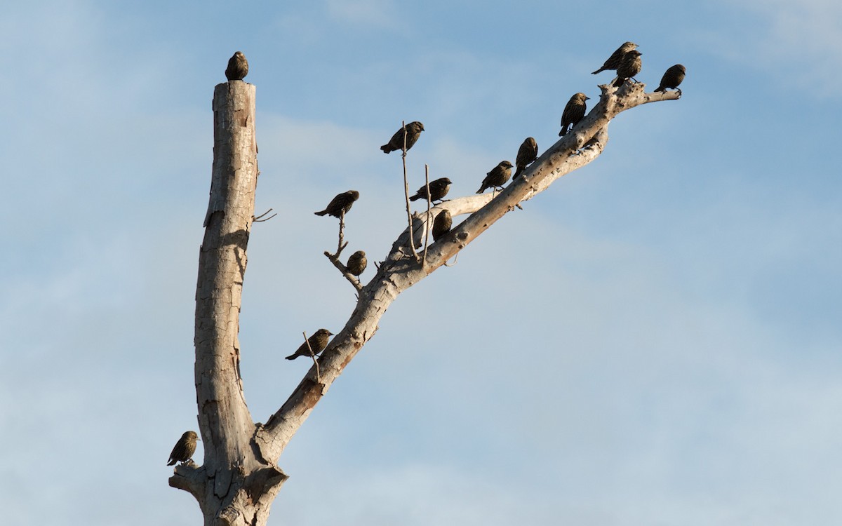 Red-winged Blackbird - ML76568241