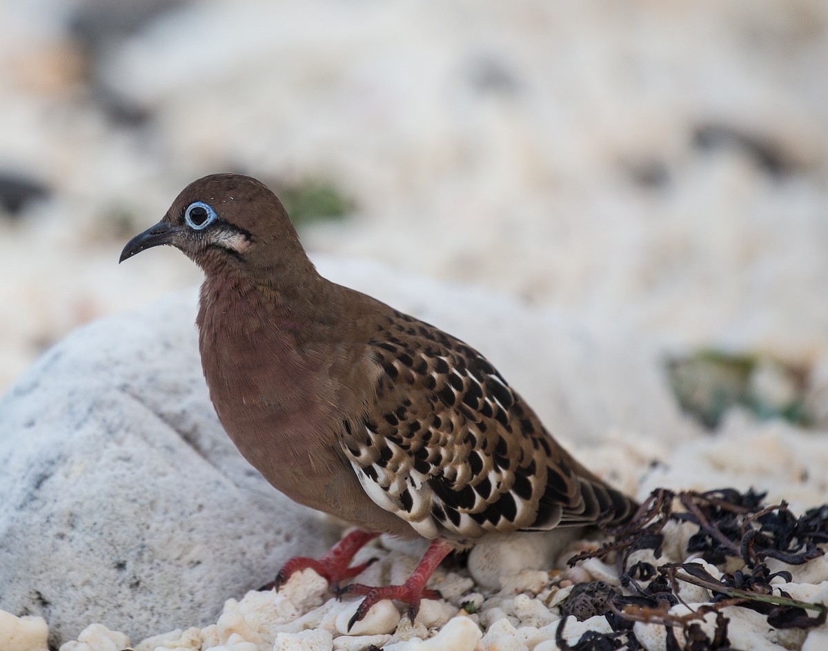 Galapagos Dove - ML76568981