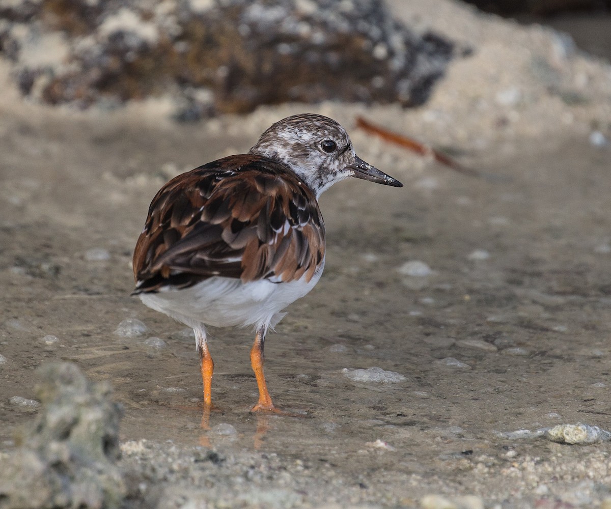 Ruddy Turnstone - ML76569161