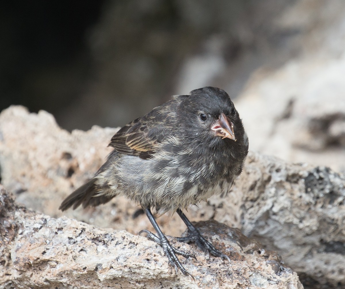 Genovesa Ground-Finch - ML76569501