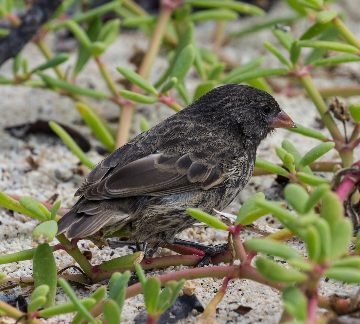 Genovesa Ground-Finch - ML76569521