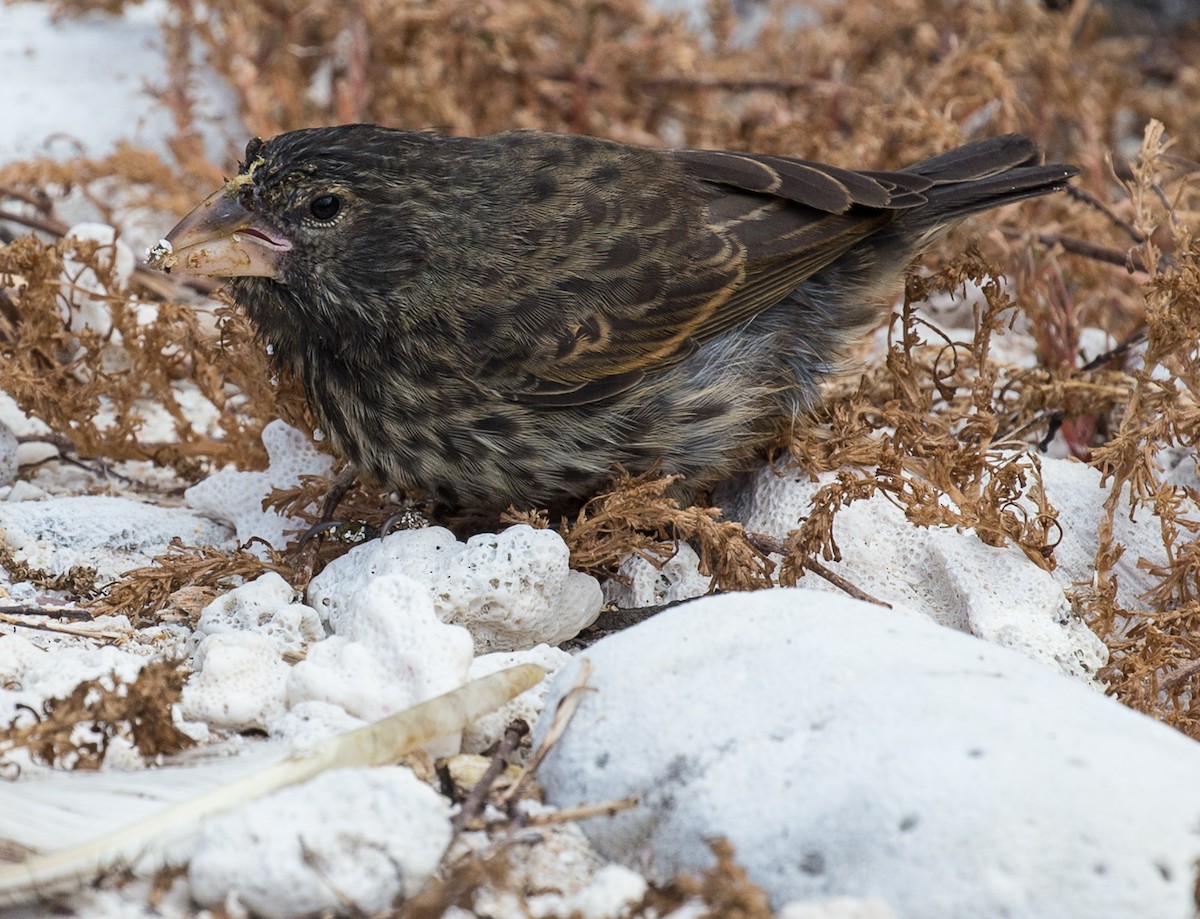 Genovesa Ground-Finch - ML76569551