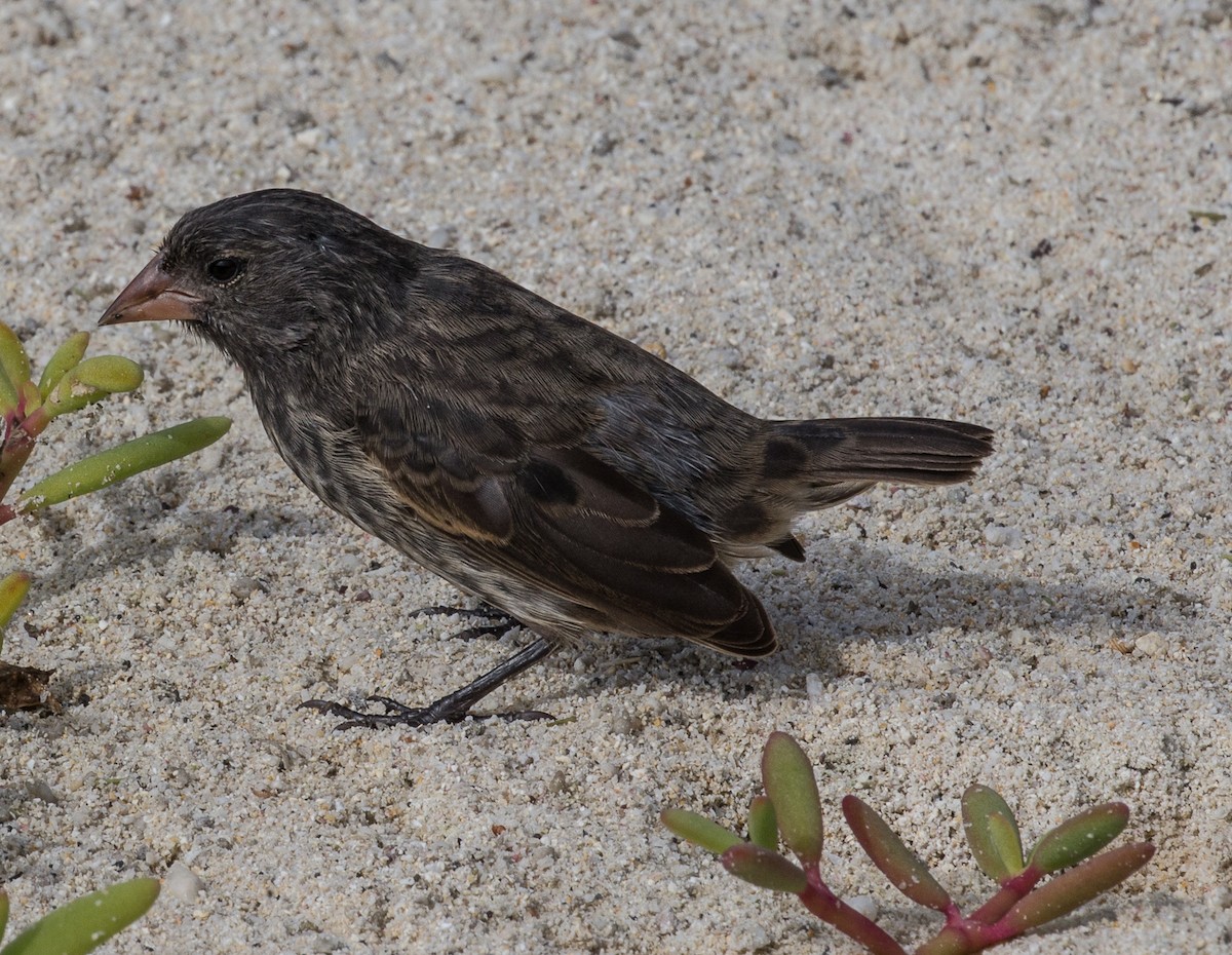 Genovesa Ground-Finch - ML76569581