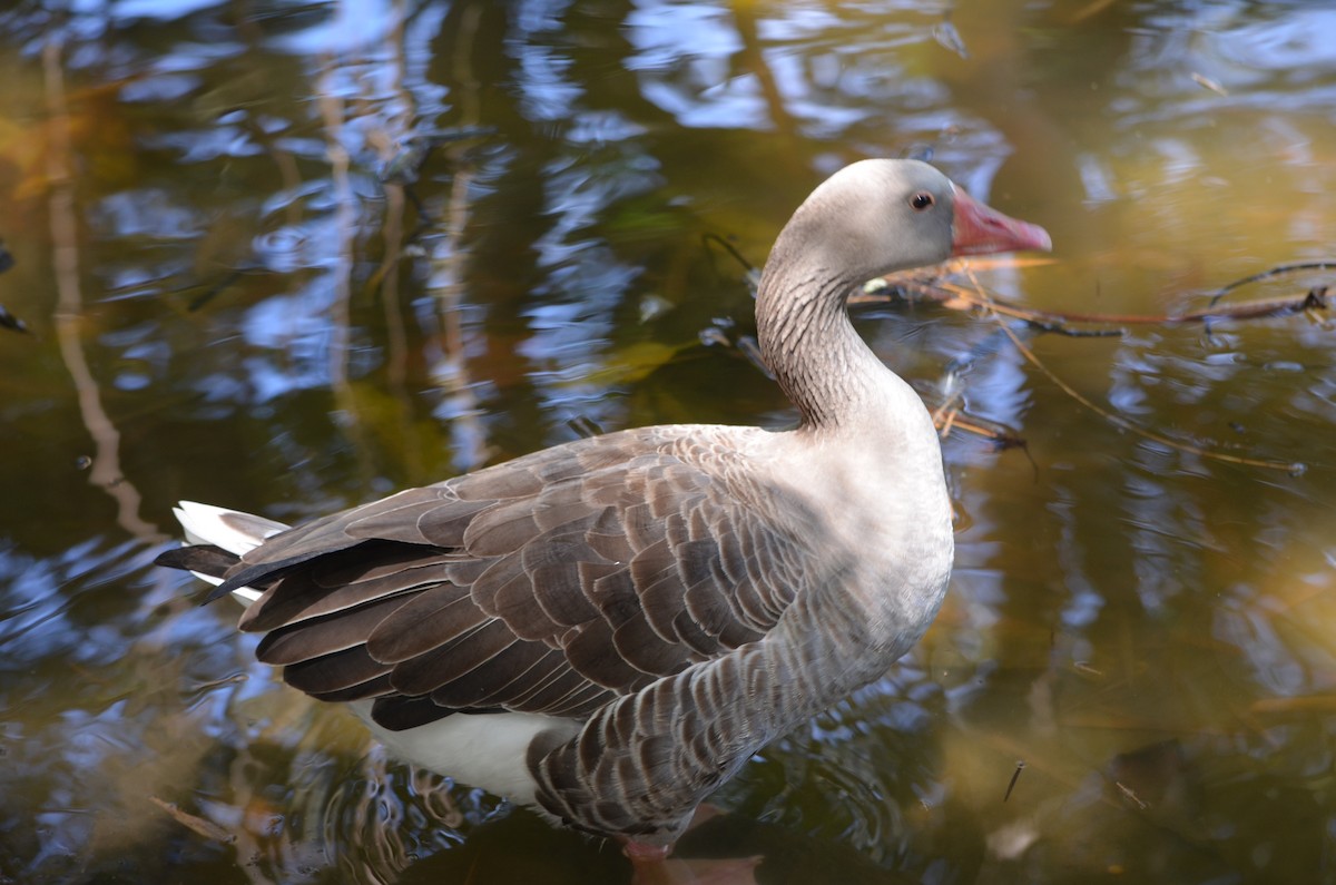 Graylag Goose (Domestic type) - ML76569771