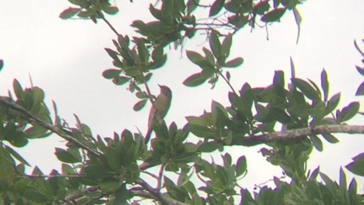 Orange-crowned Warbler - ML76570021