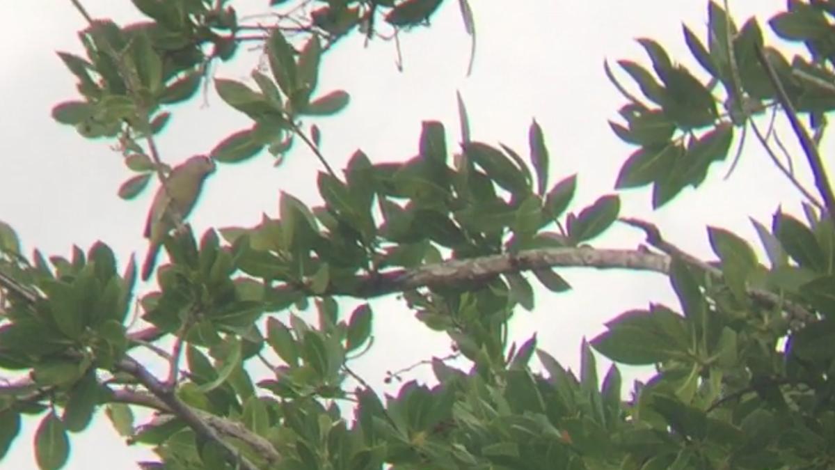 Orange-crowned Warbler - ML76570031