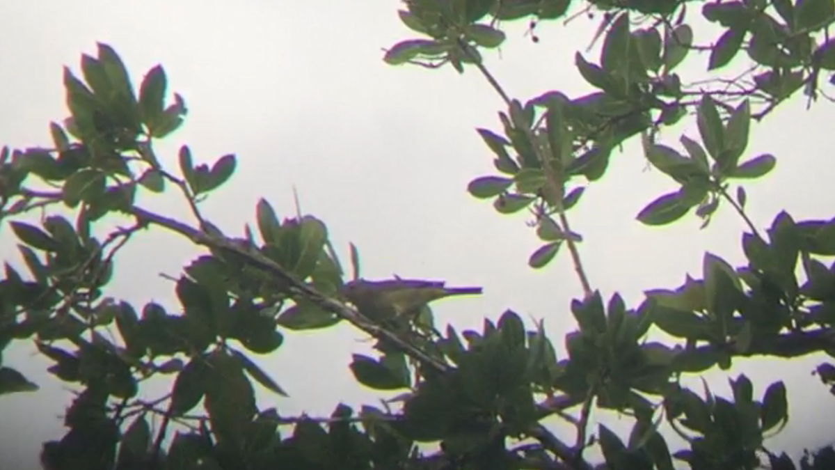 Orange-crowned Warbler - ML76570041