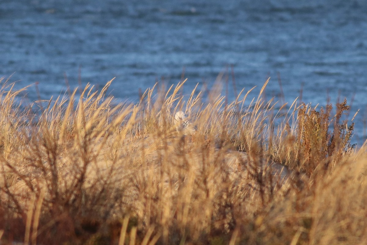 Snowy Owl - ML76570751