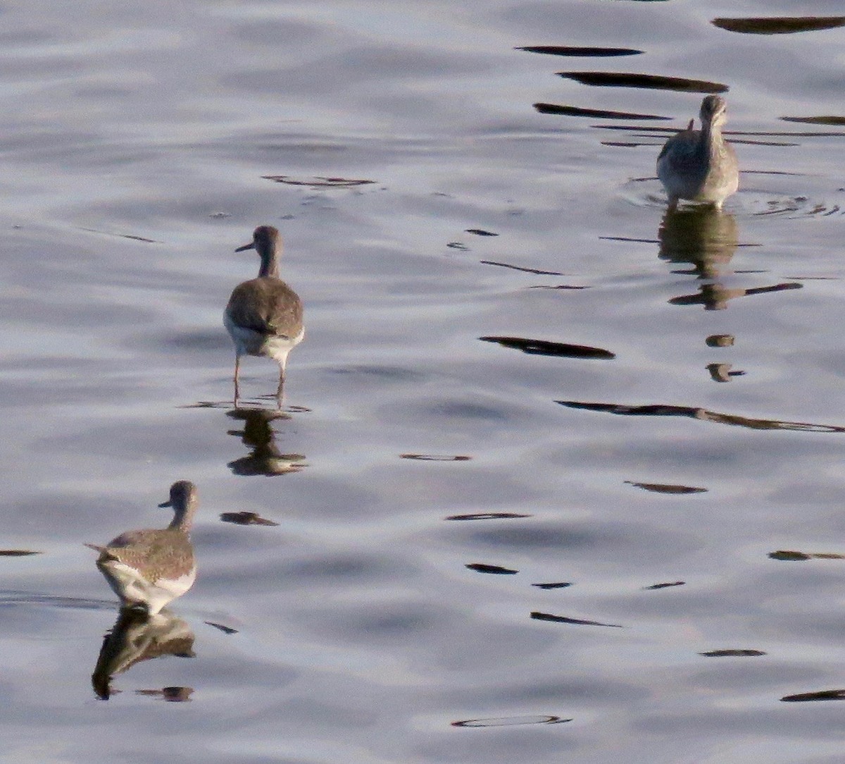 Greater Yellowlegs - ML76570961