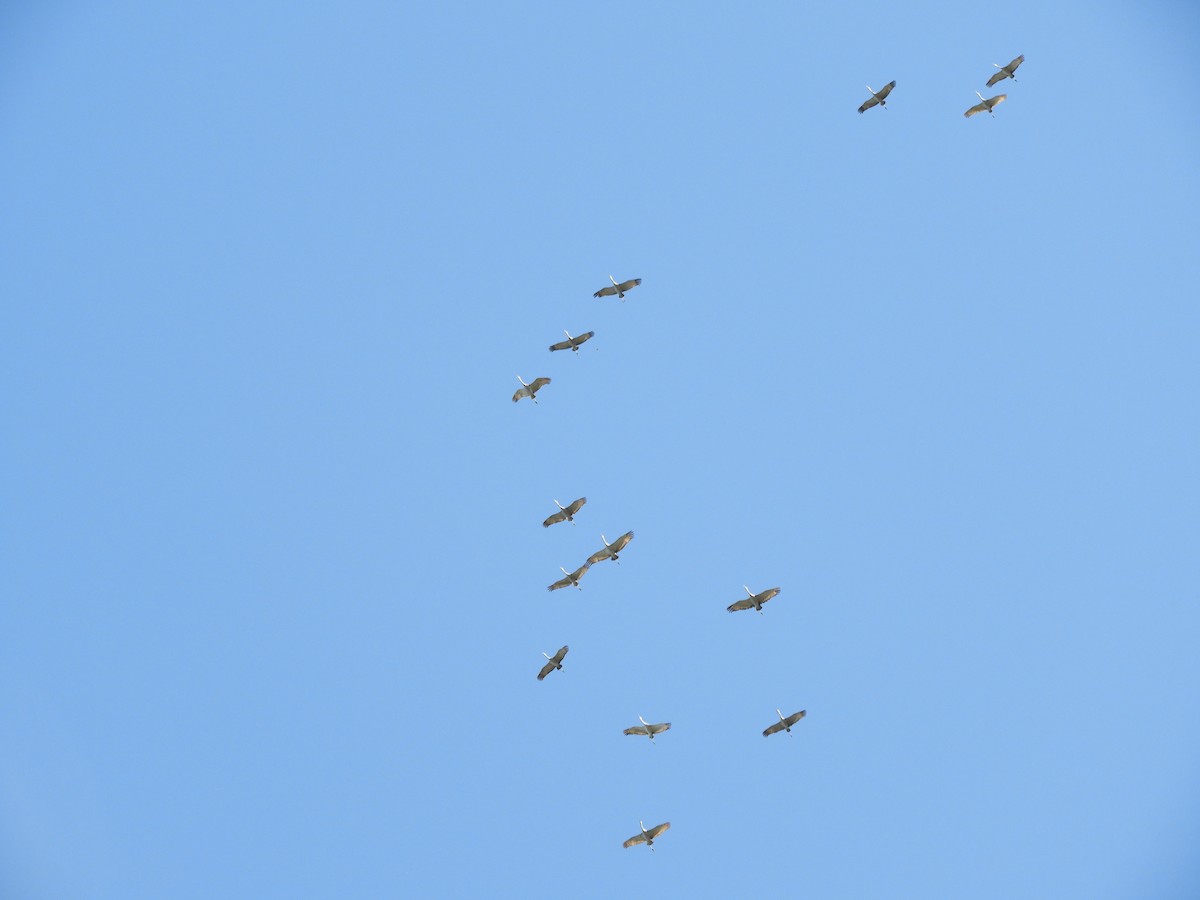 Sandhill Crane - Kai Sheffield