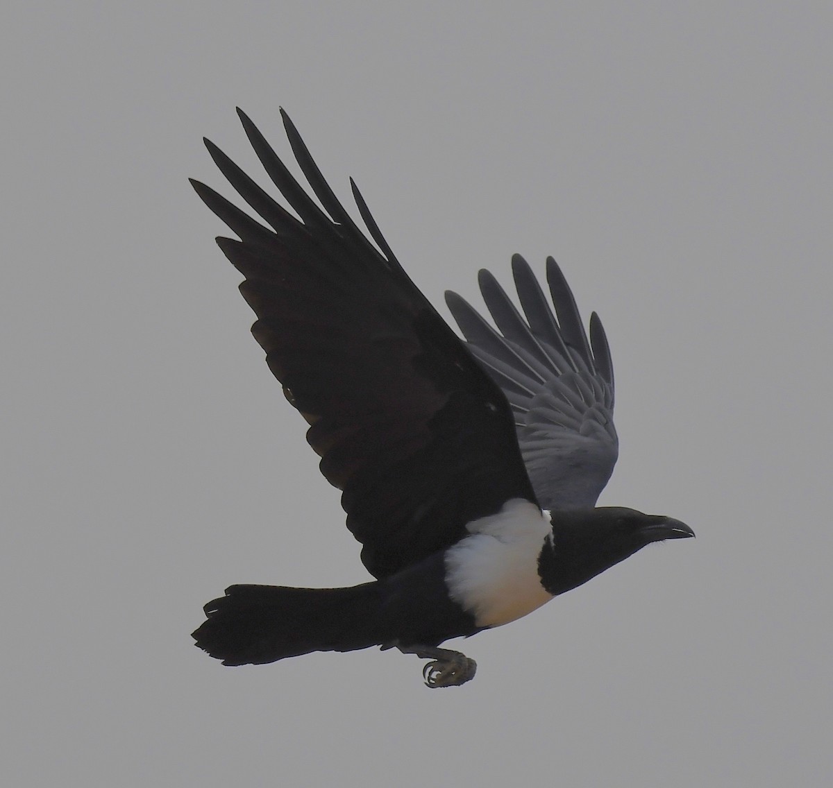 Pied Crow - Theresa Bucher