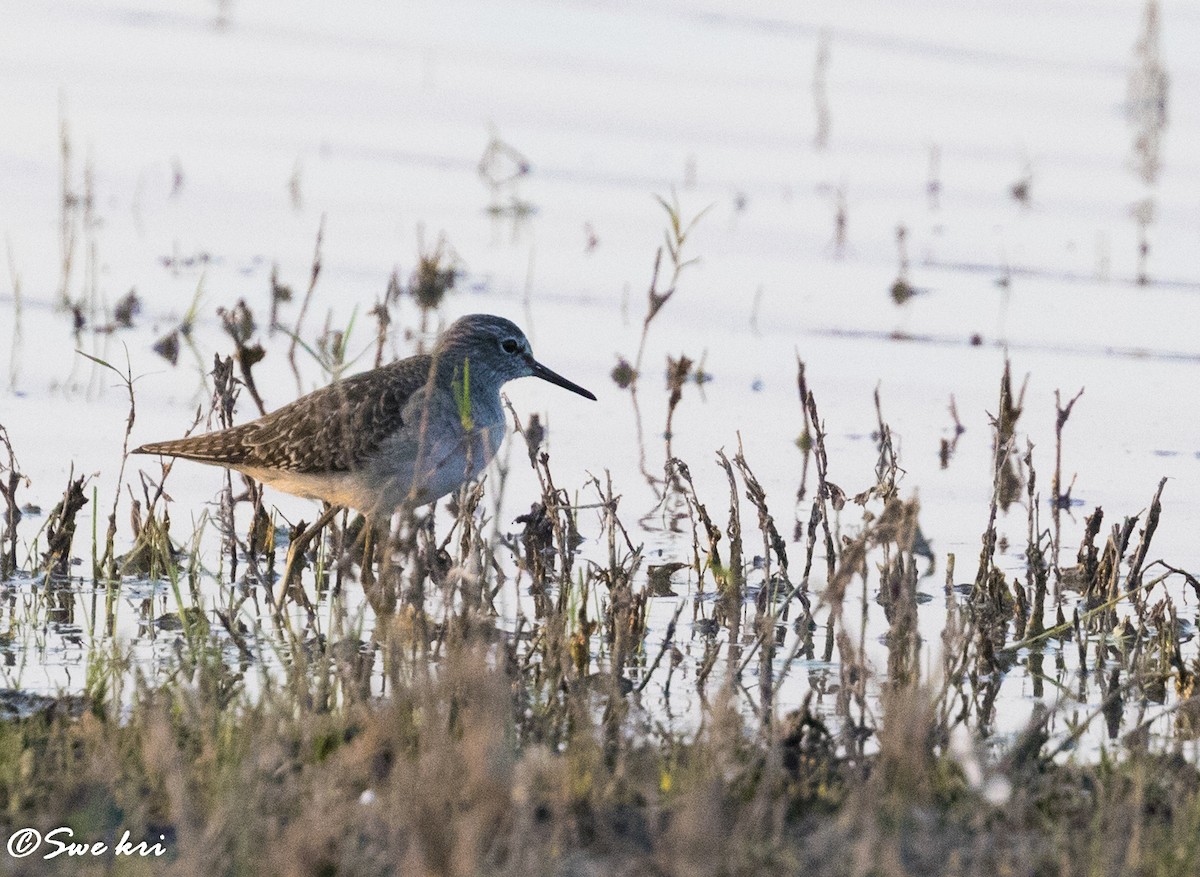 Wood Sandpiper - Swetha Krishna