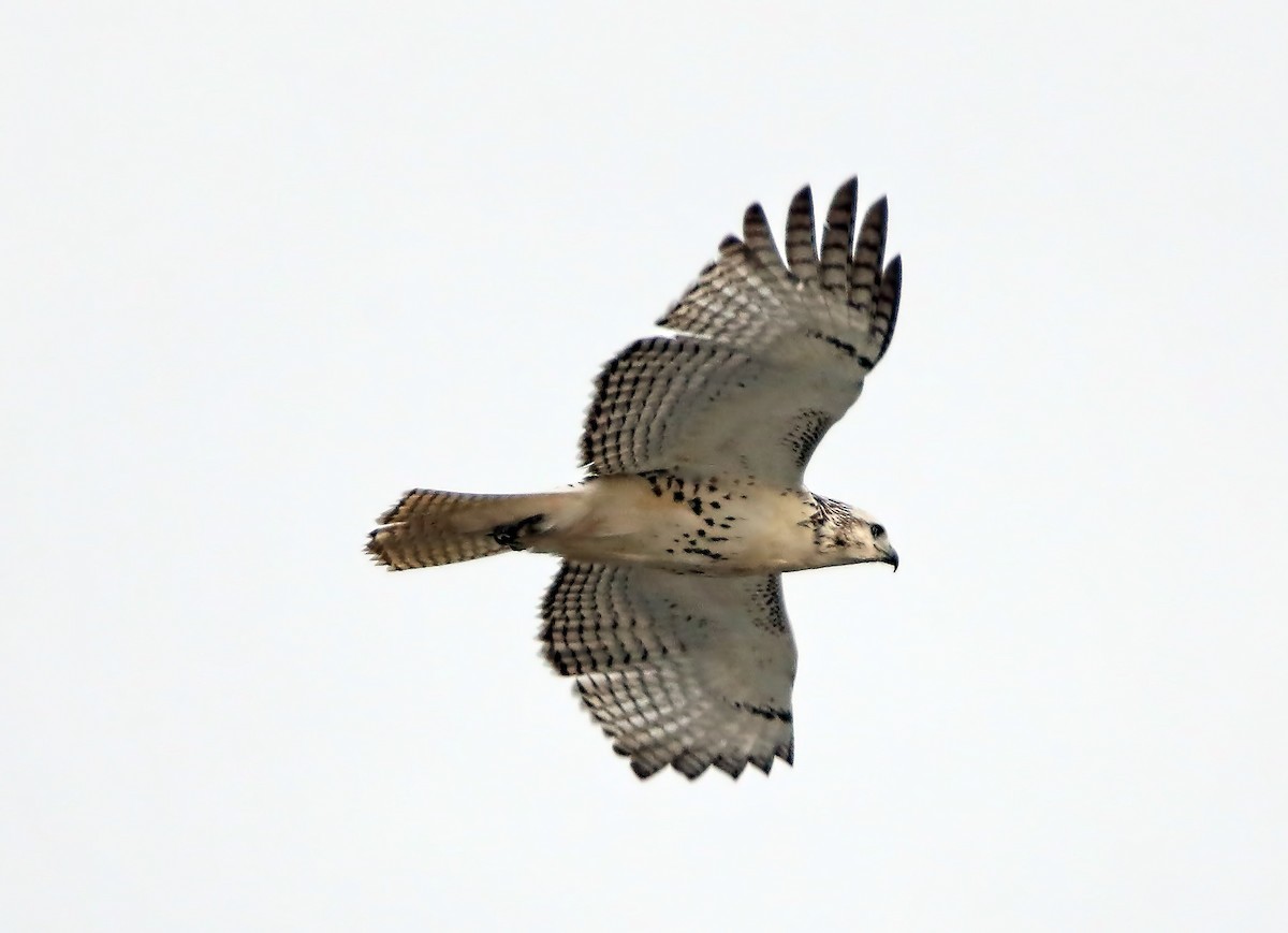 Red-tailed Hawk (Krider's) - Elizabeth Winter