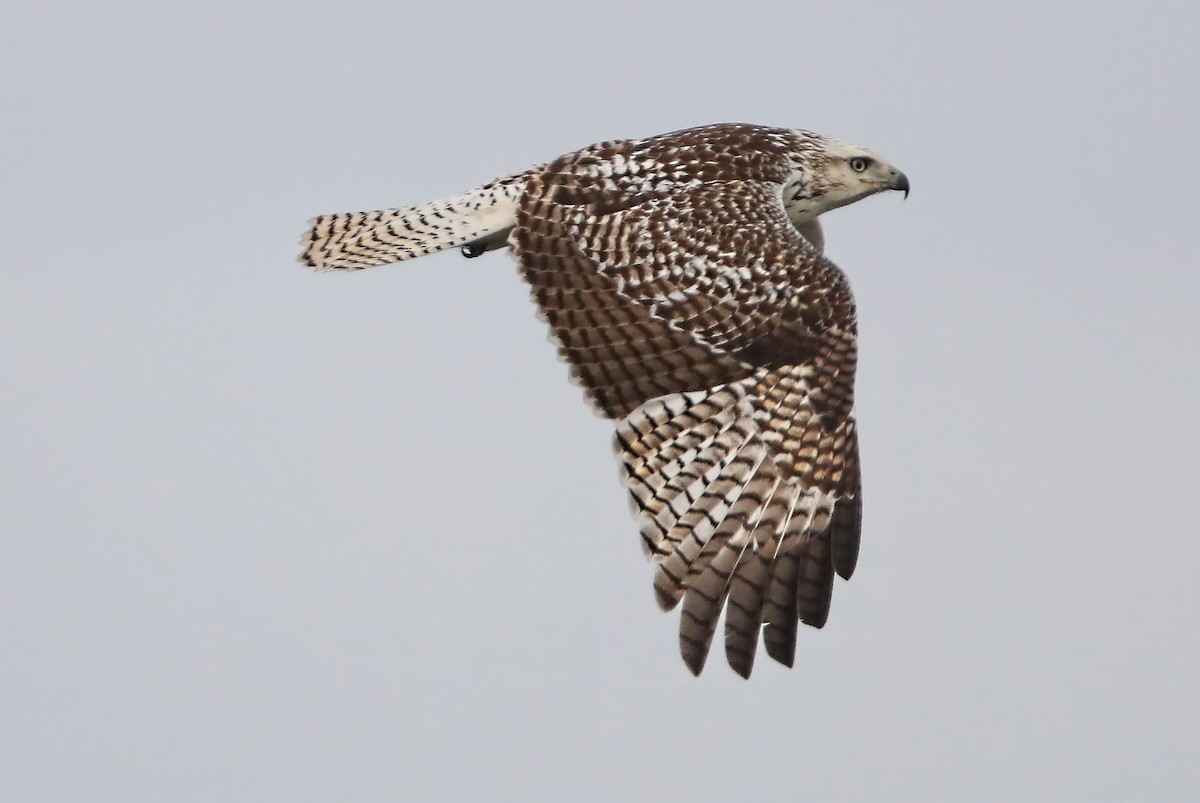 Red-tailed Hawk (Krider's) - ML76574721