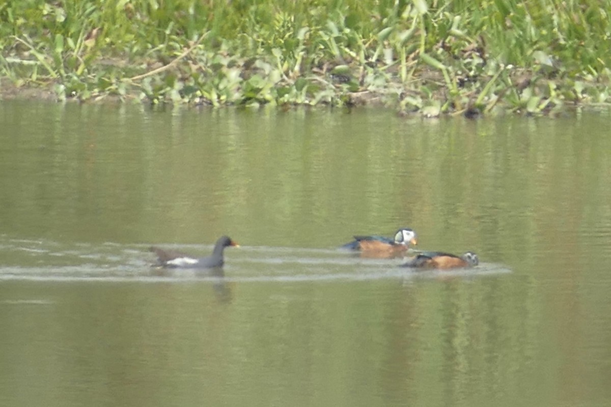 African Pygmy-Goose - Peter Kaestner