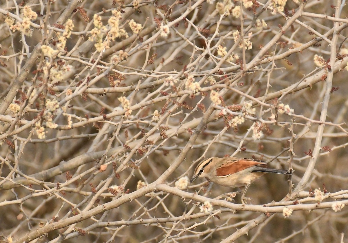 Brown-crowned Tchagra - ML76575851