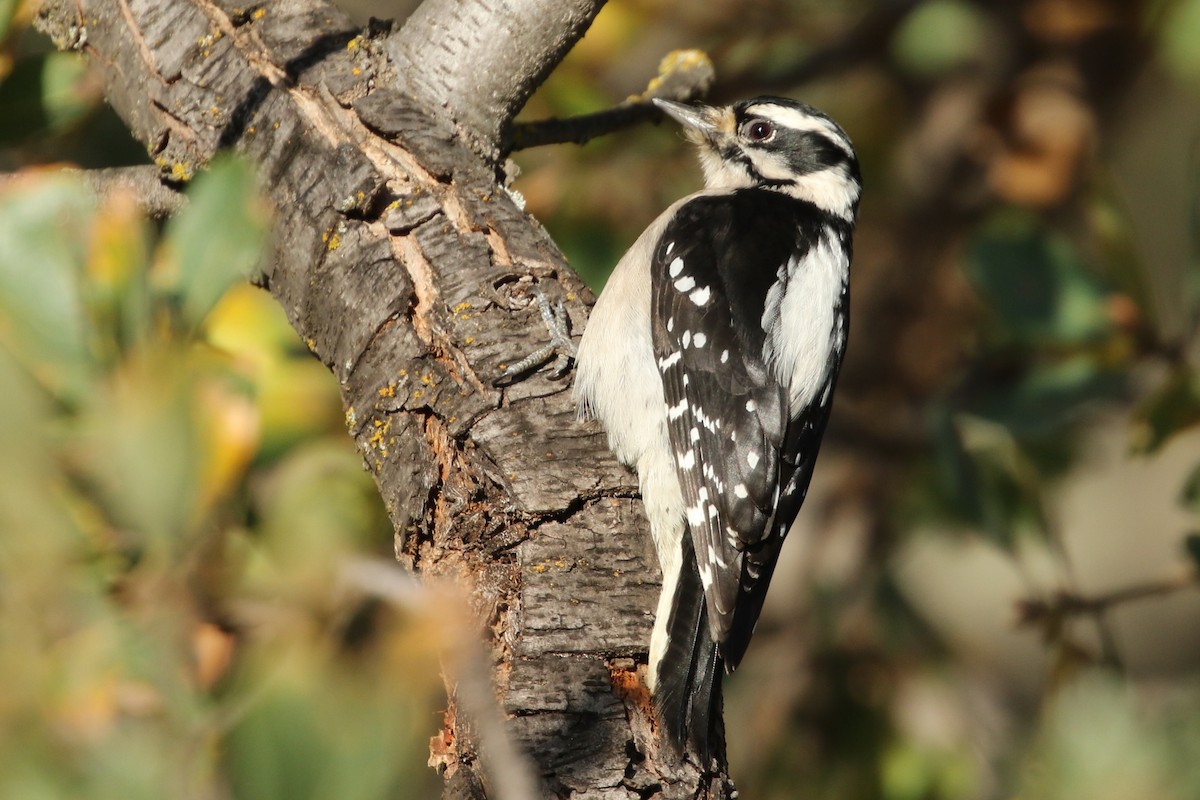 Downy Woodpecker - ML76575981