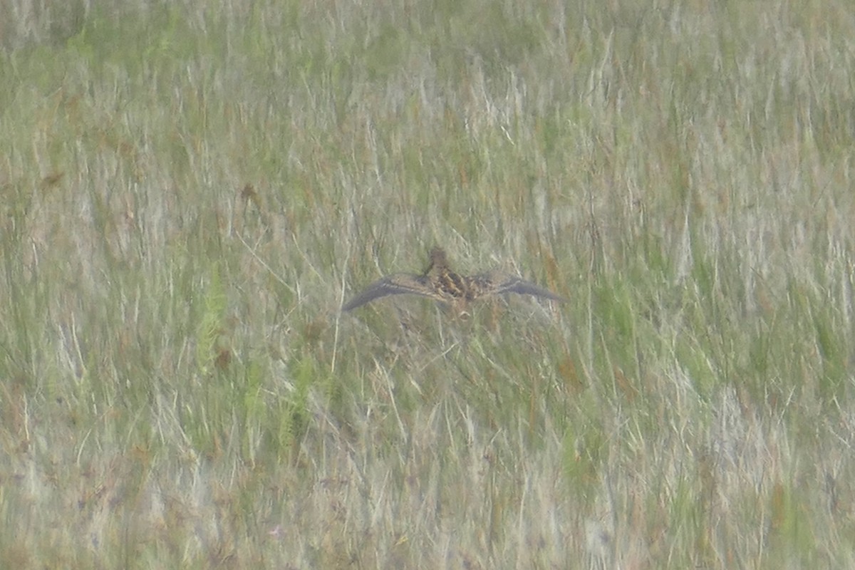 Madagascar Snipe - ML76577341