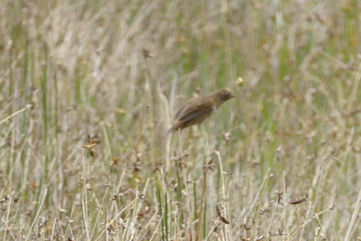 Gray Emutail - ML76577441