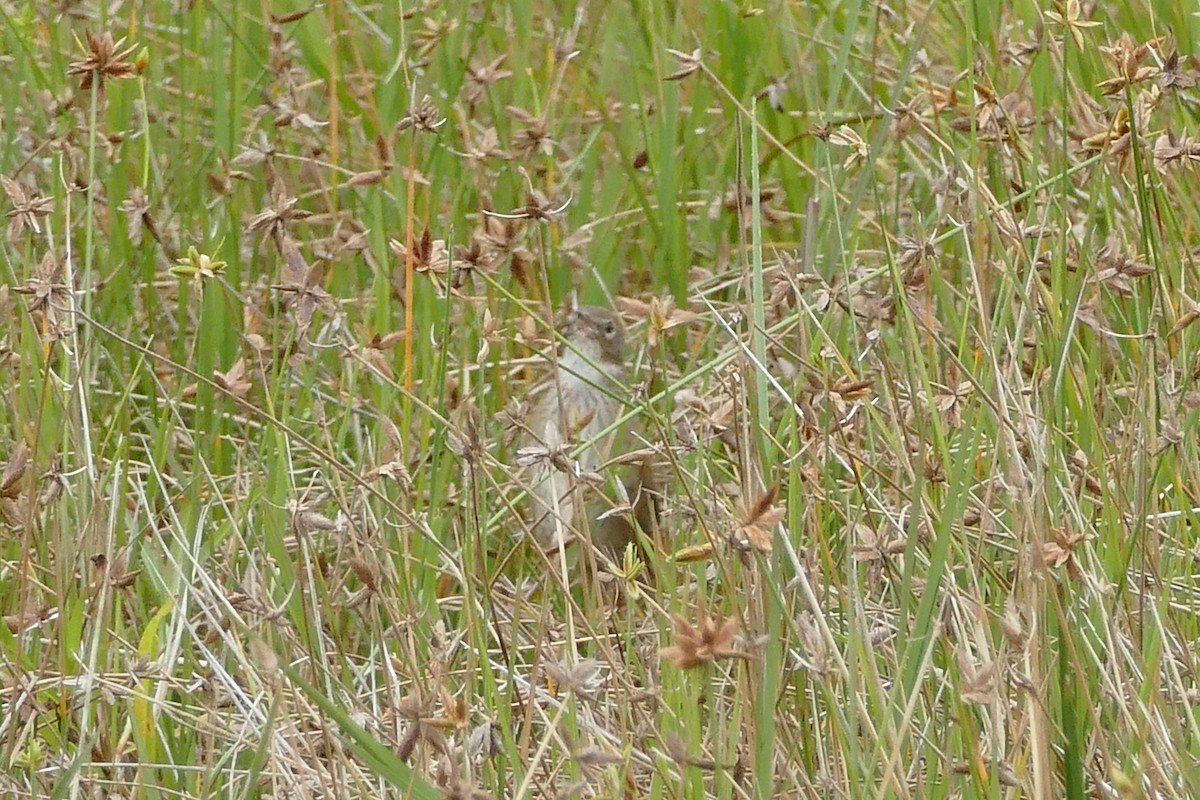 Madagaskarbuschsänger - ML76577471