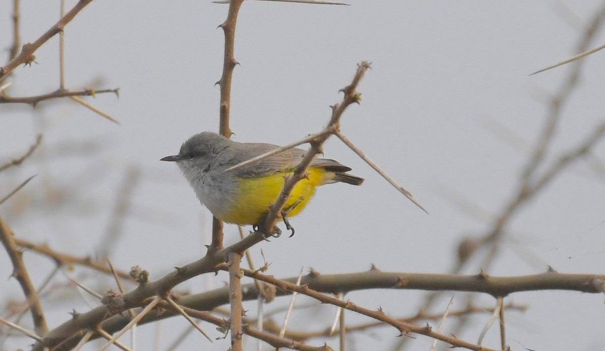 Érémomèle à croupion jaune - ML76578011