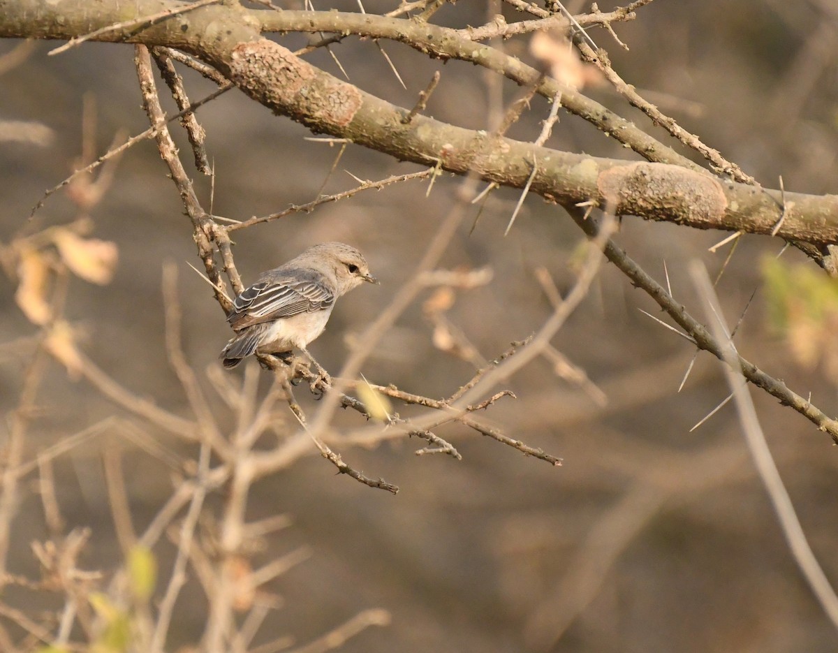 African Gray Flycatcher - Theresa Bucher