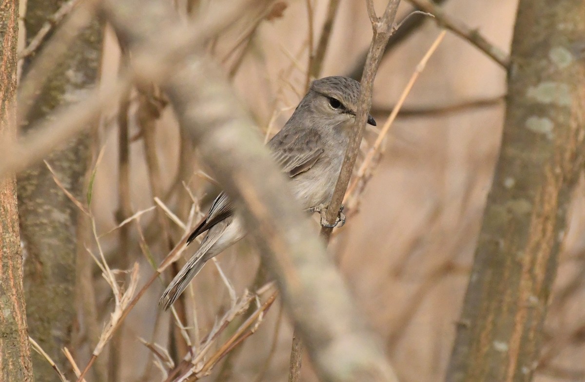 African Gray Flycatcher - ML76578121