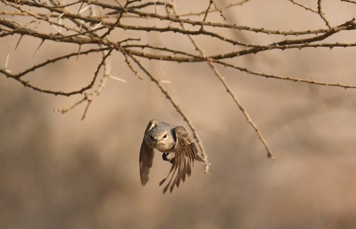 Gobemouche à petit bec - ML76578131