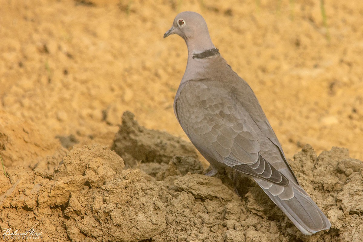 Eurasian Collared-Dove - Balwant Negi