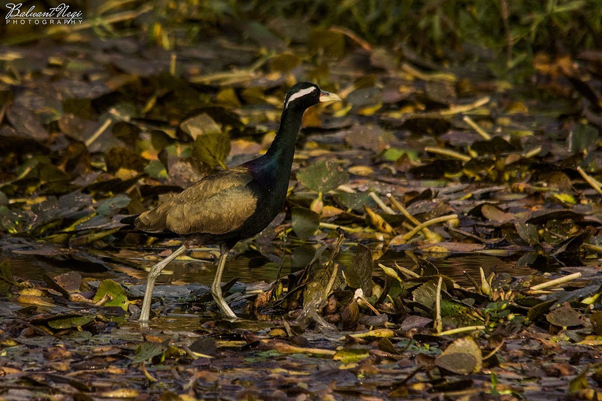 Bronze-winged Jacana - ML76578391