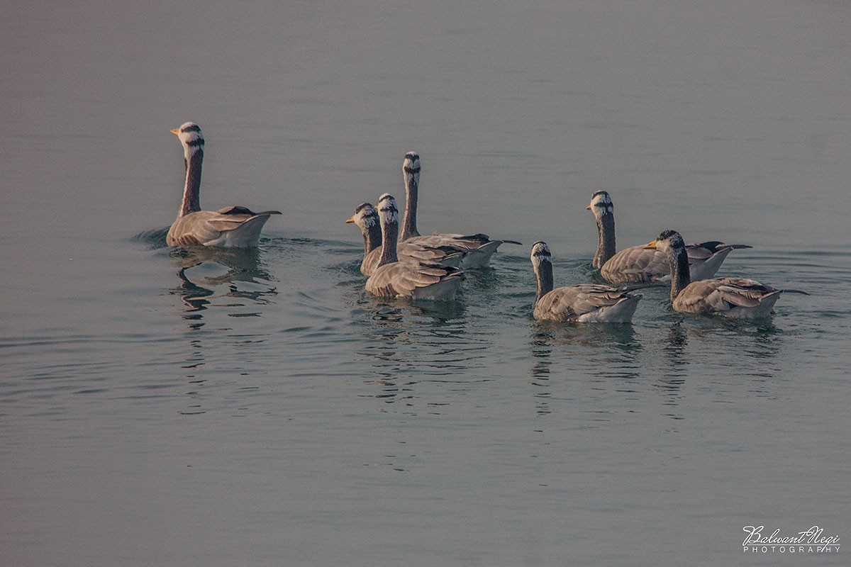 Bar-headed Goose - Balwant Negi