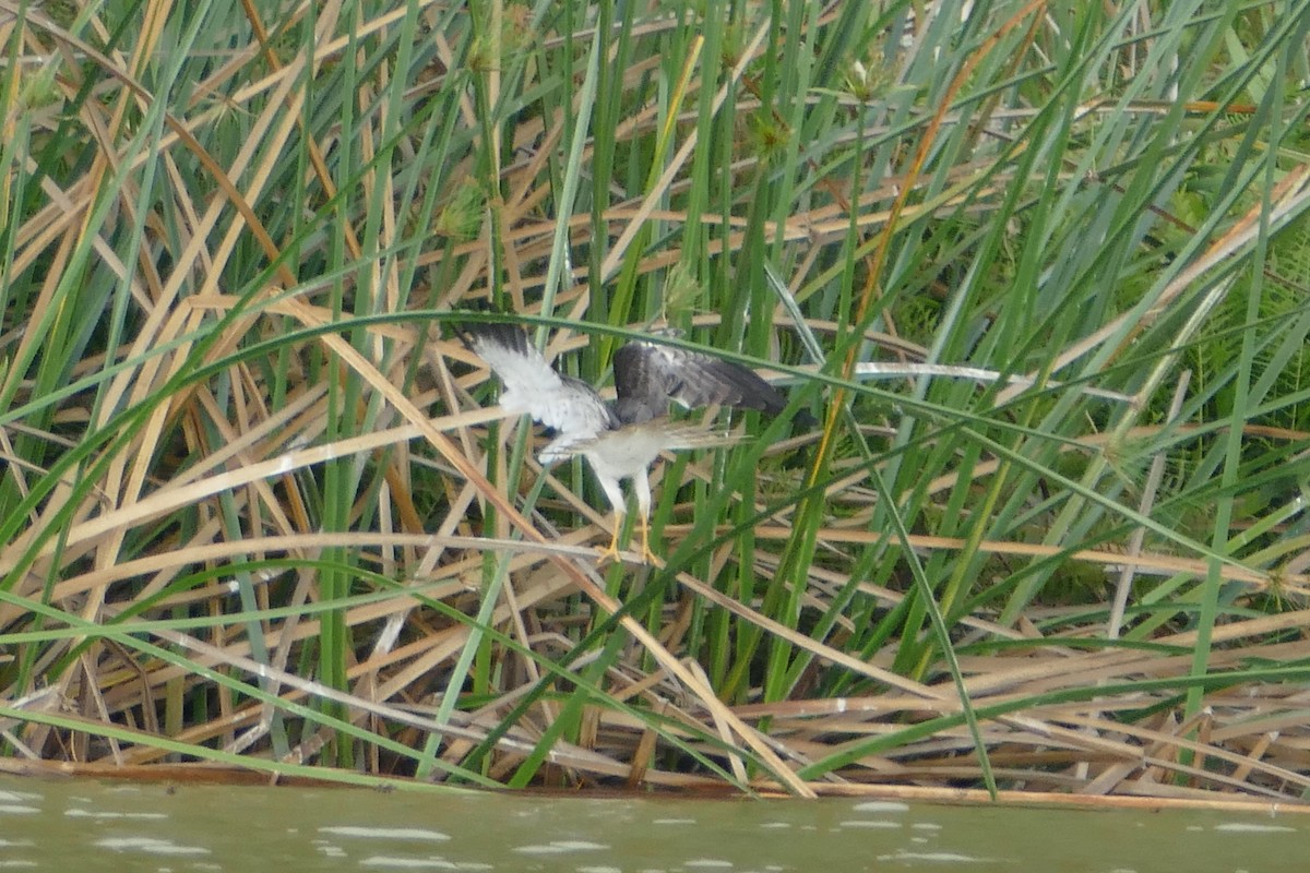 Malagasy Harrier - ML76578521