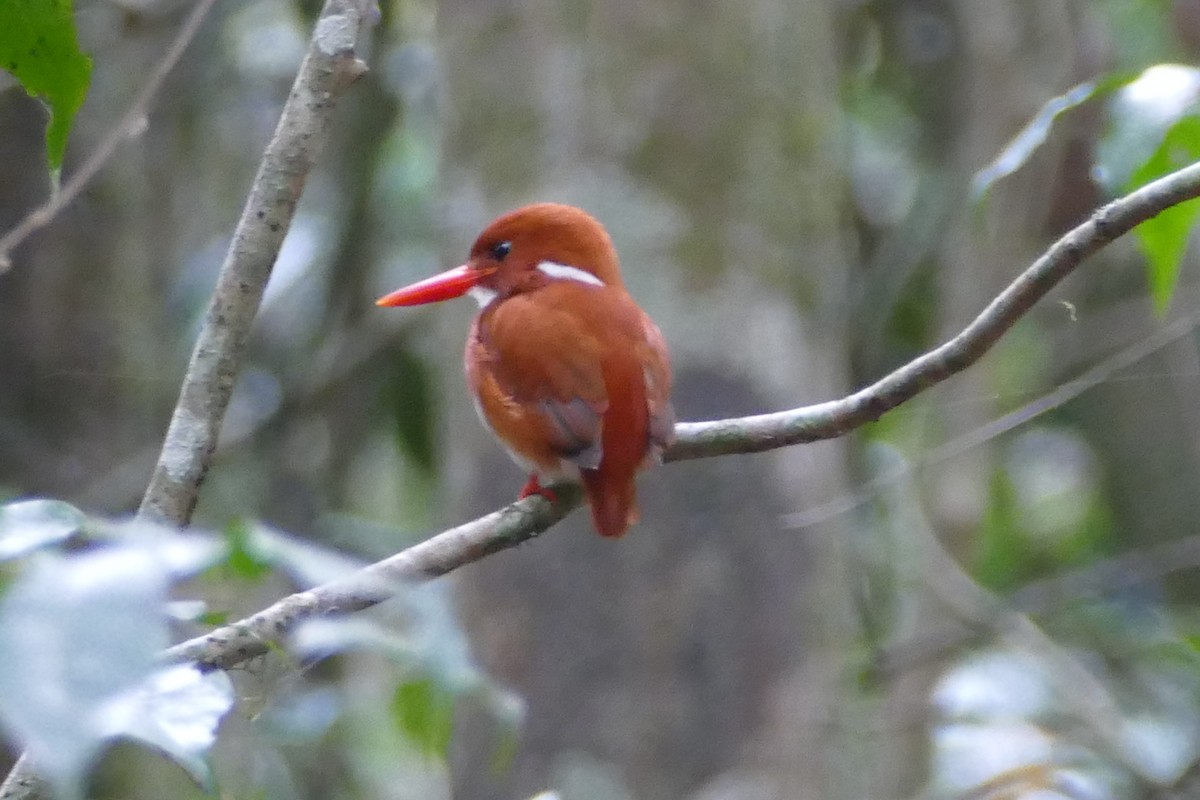 Madagascar Pygmy Kingfisher - Peter Kaestner