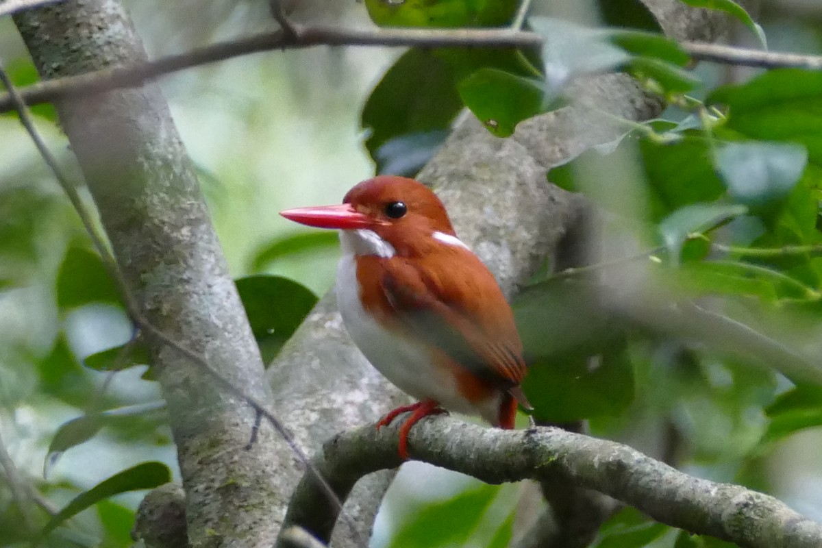 Madagascar Pygmy Kingfisher - Peter Kaestner