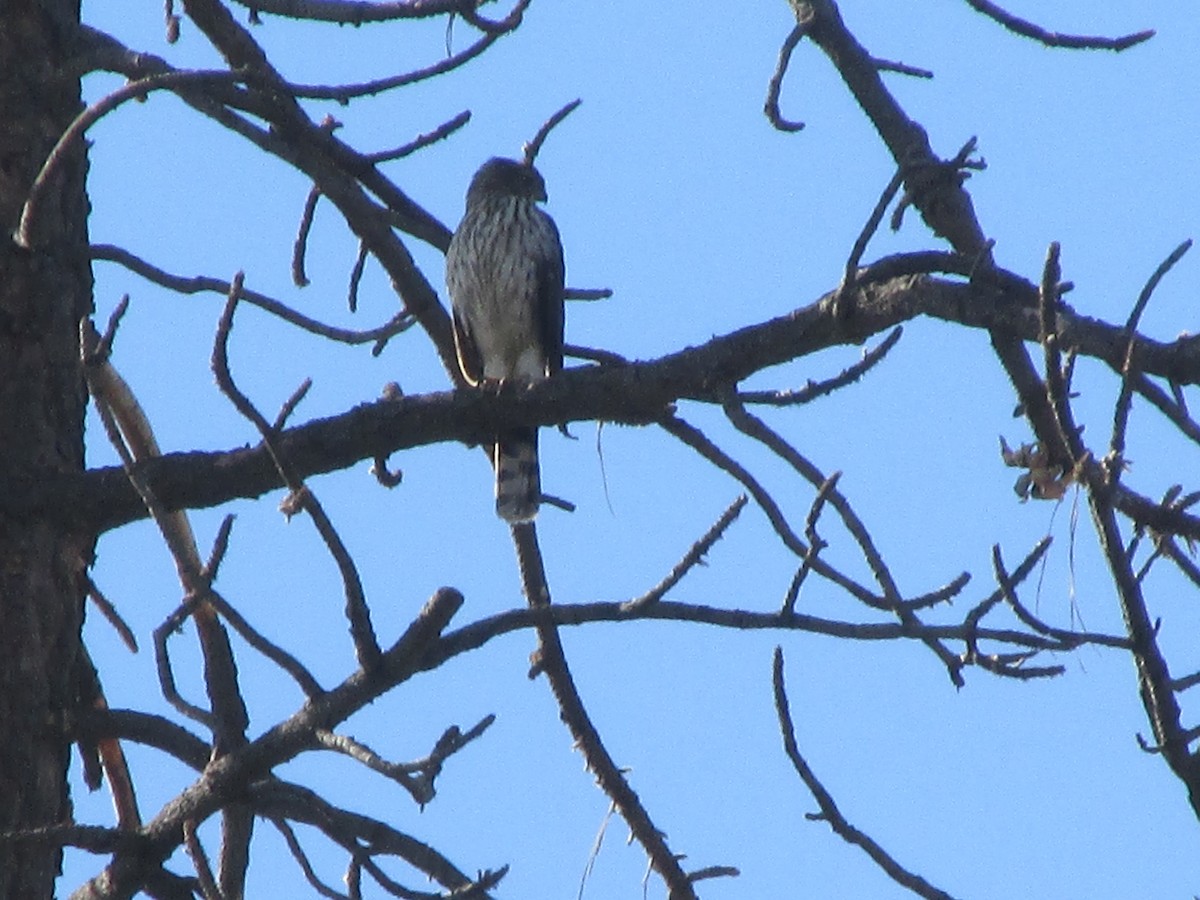 Cooper's Hawk - ML76579051