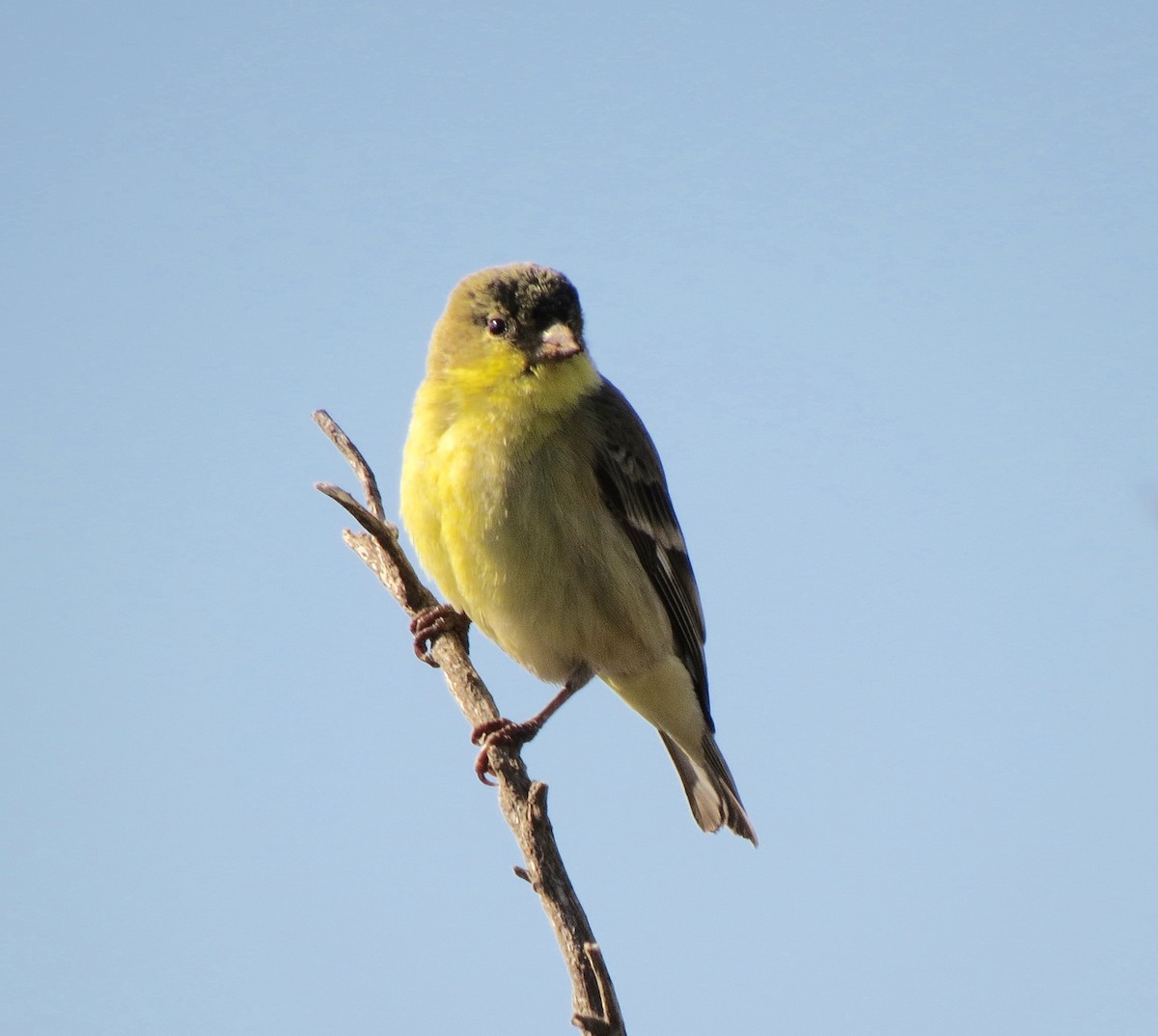 Lesser Goldfinch - ML76579331