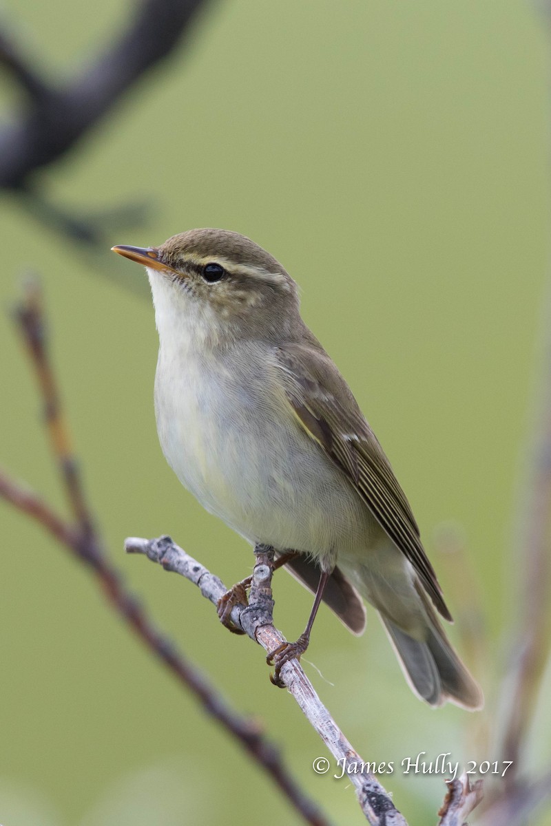 Arctic Warbler - James Hully