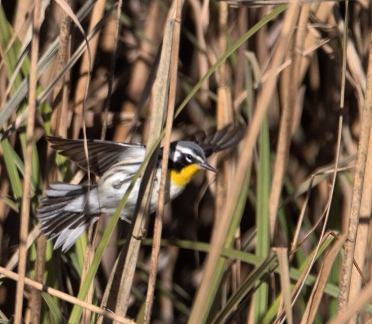 Yellow-throated Warbler - ML76580021