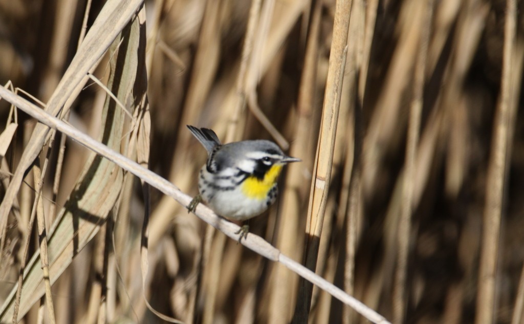 Yellow-throated Warbler - ML76580031