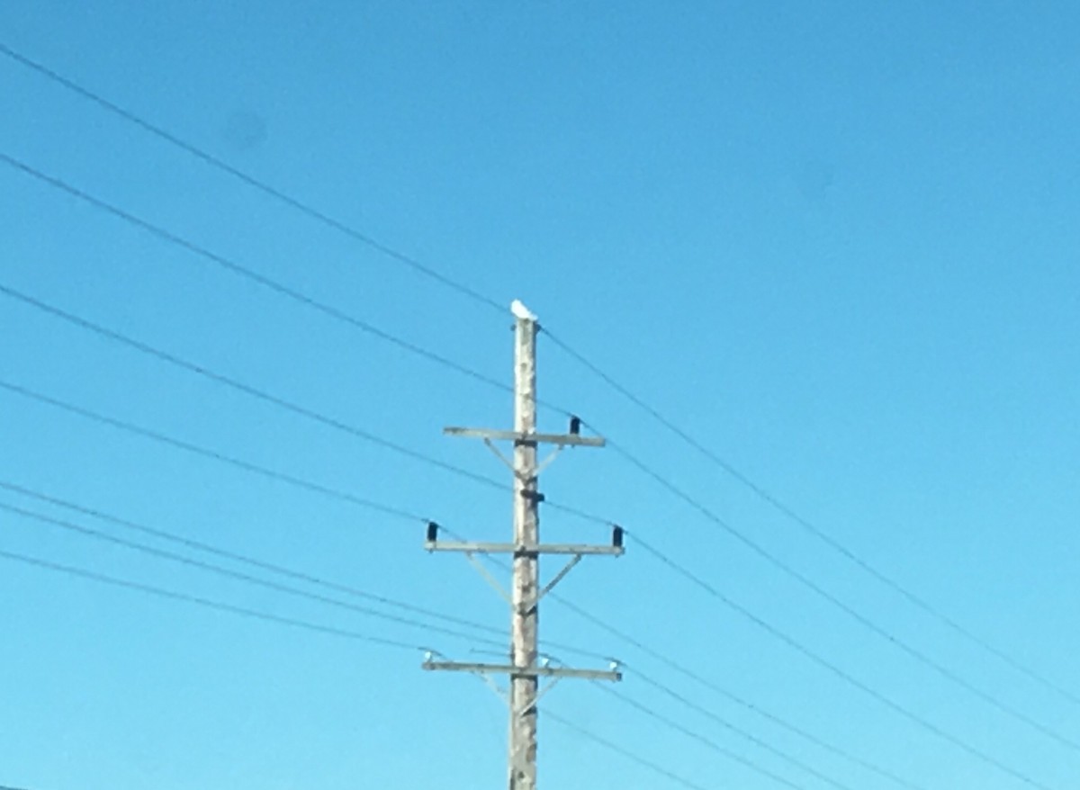 Snowy Owl - ML76580121