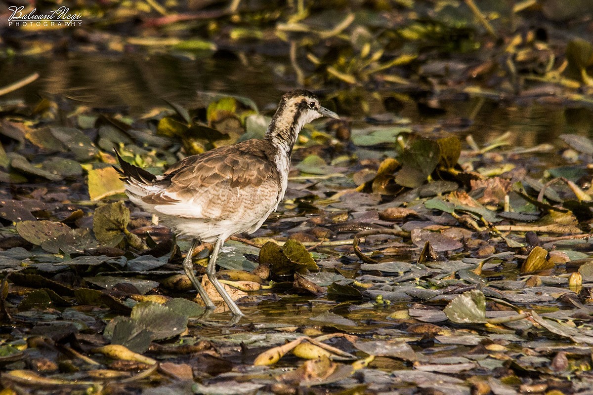 Pheasant-tailed Jacana - Balwant Negi