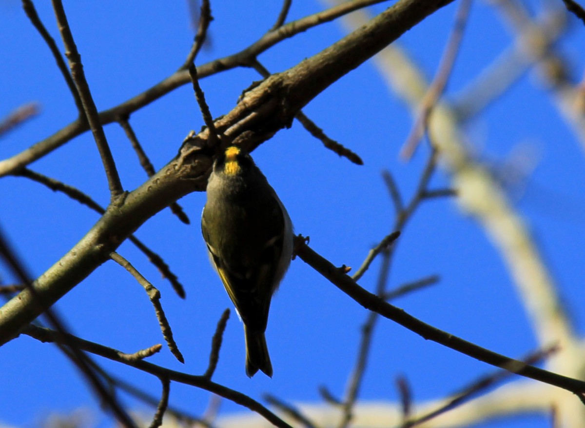 Golden-crowned Kinglet - Stefan Mutchnick