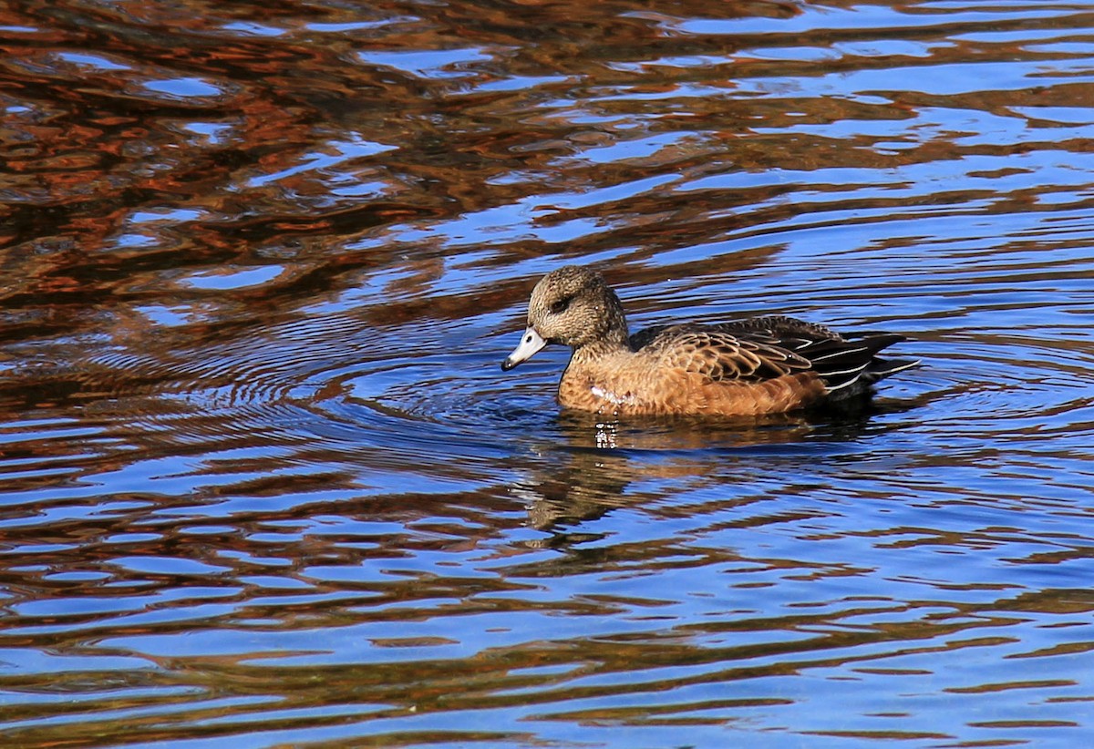 American Wigeon - ML76581421