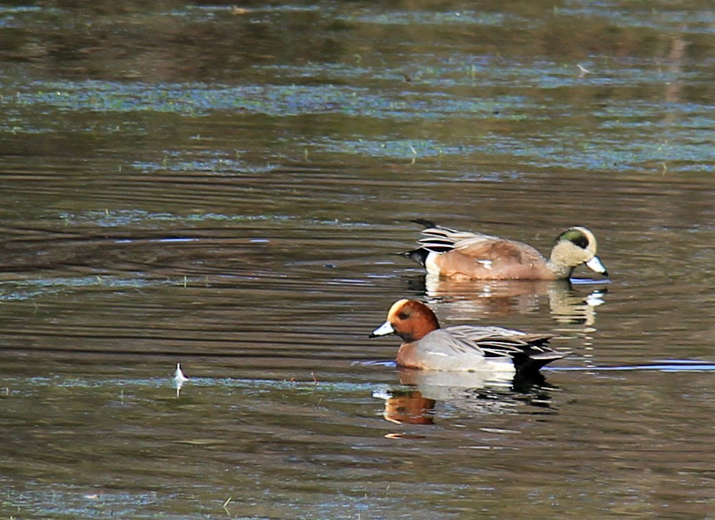 Eurasian Wigeon - ML76581471